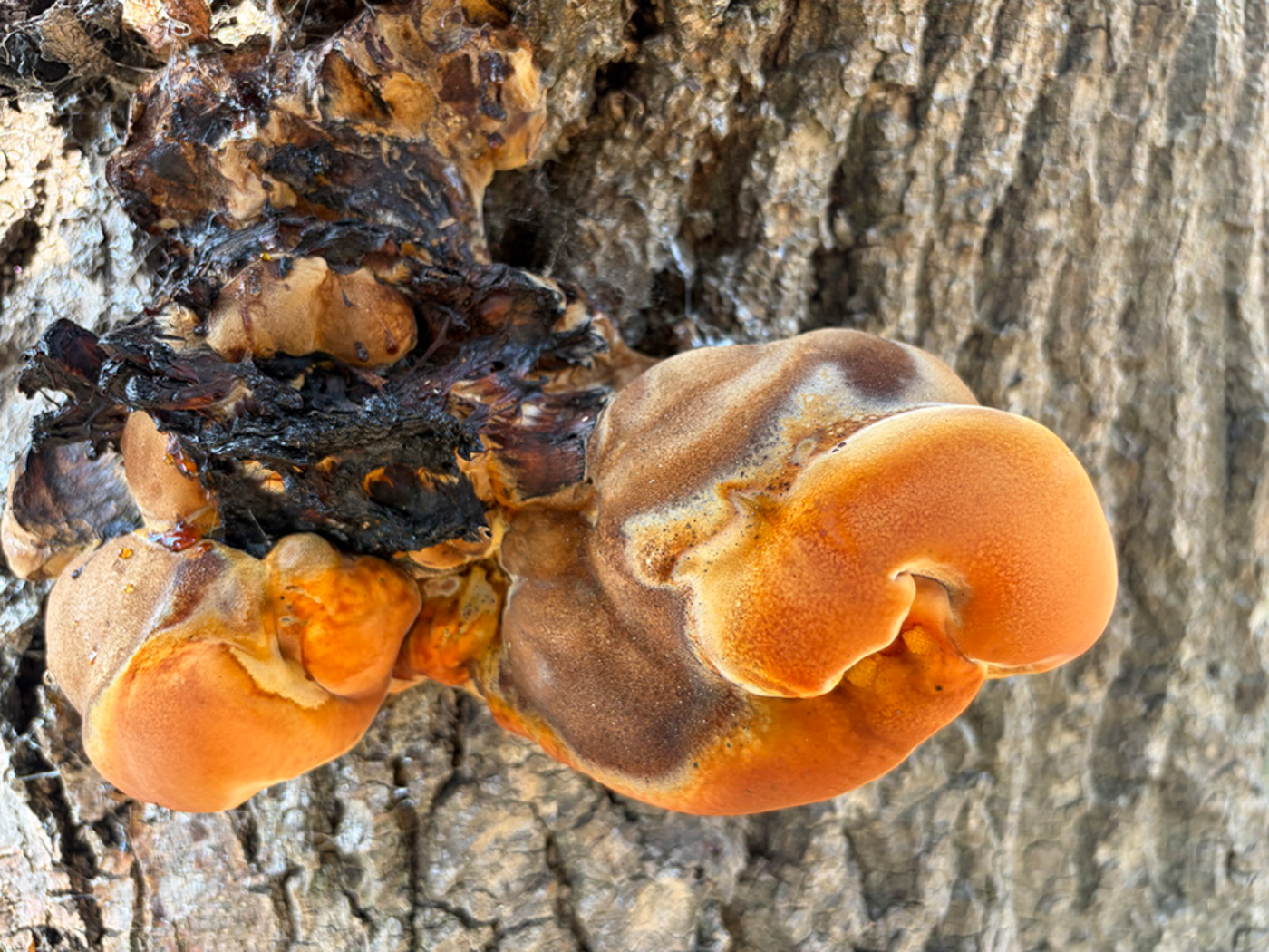 Photo © Sarah Ebdon Inonotus hispidus by Sarah Ebdon